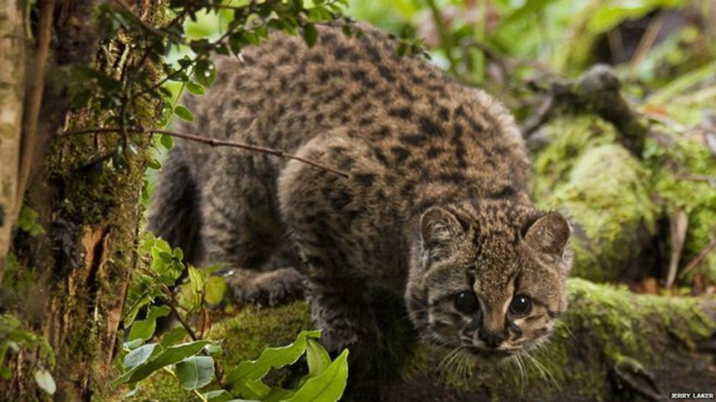 The güiña wildcat from Chile exhibits high tolerance toward land development.