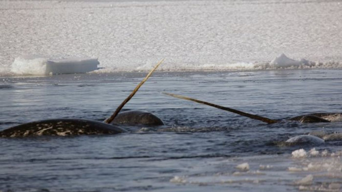Narwhals are considered "unicorns of the sea," and it's not hard to see why.