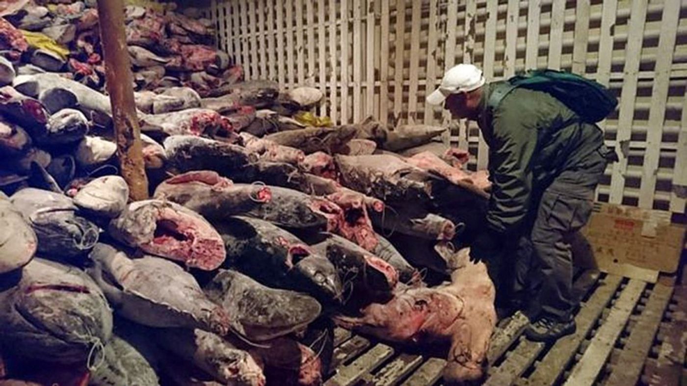 Over 6,600 shark carcasses were found on the boat. Photo: South China Morning Post