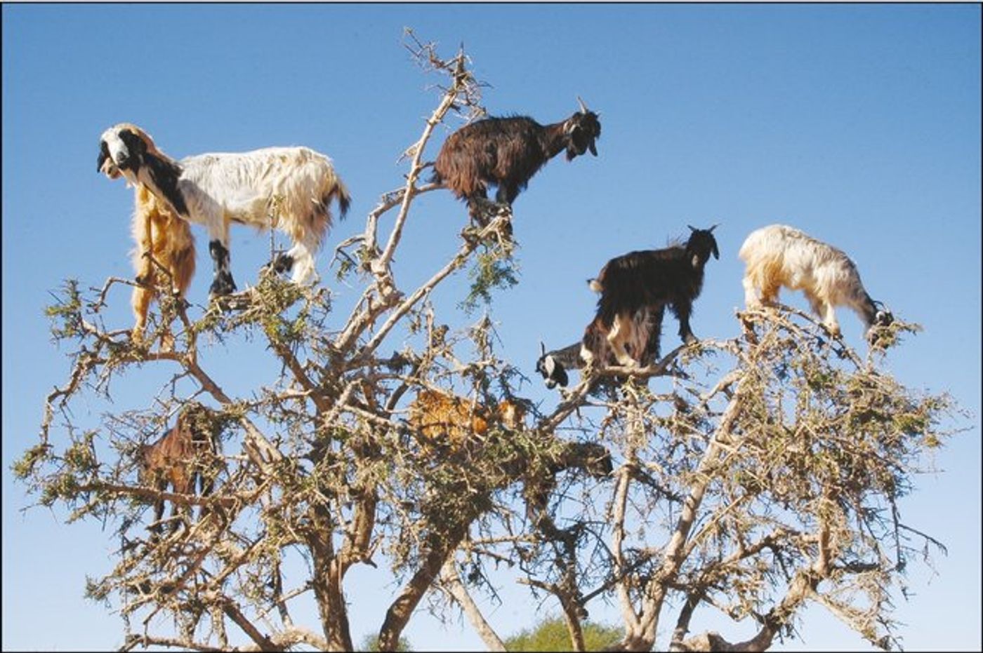 Meet the curious Moroccan goats that climb trees.