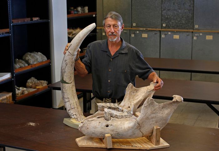 Peter Houde from the University of New Mexico poses with the excavated stegomastodon skull and tusk.