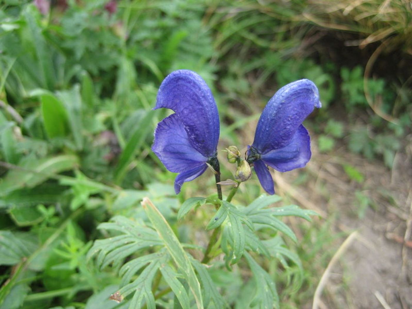 The Fuzi plant, Aconitum carmichaeli Debx