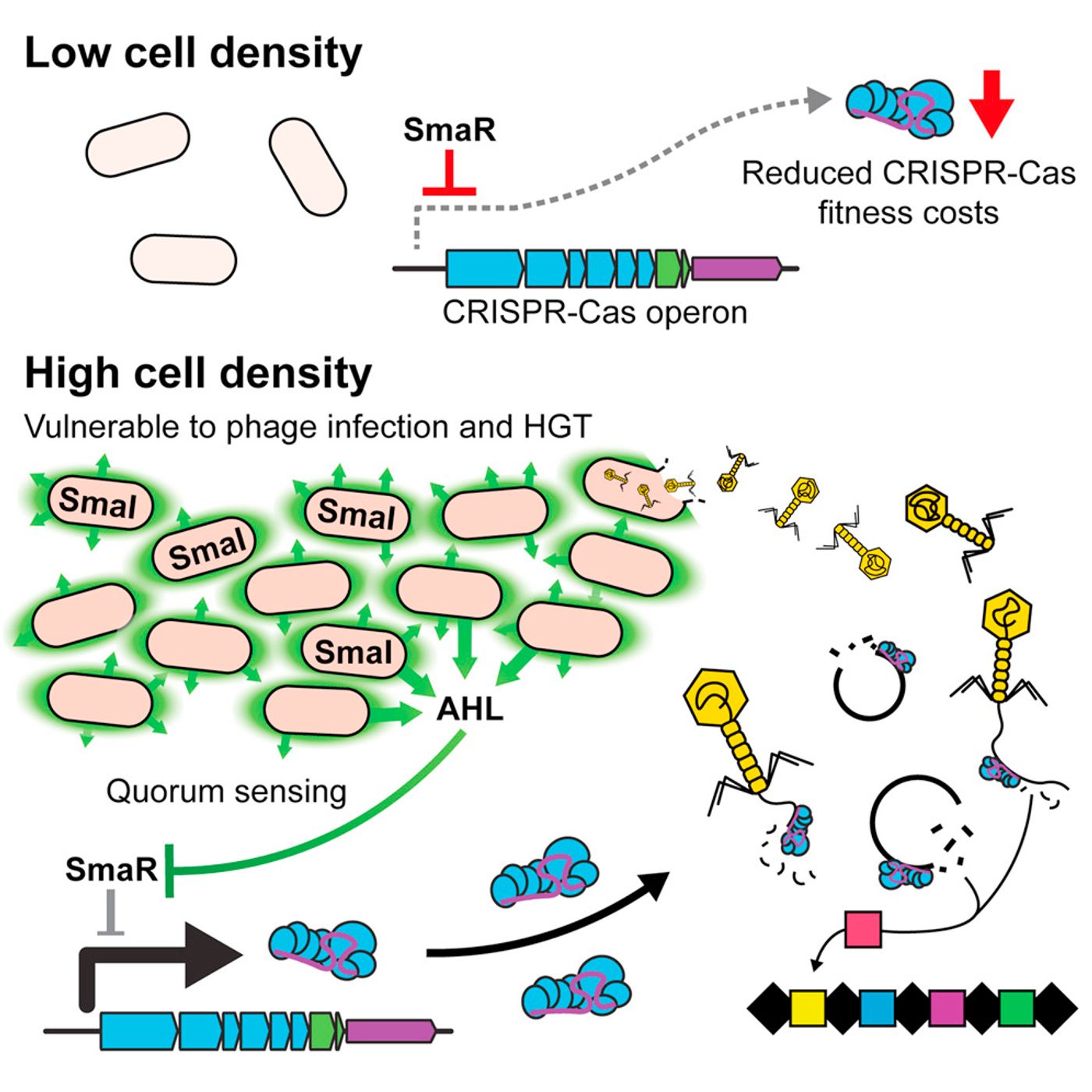 High cell. CRISPR CAS схема. Иммунная система бактерий CRISPR. Система CRISPR-CAS схема. Quorum Sensing схема.