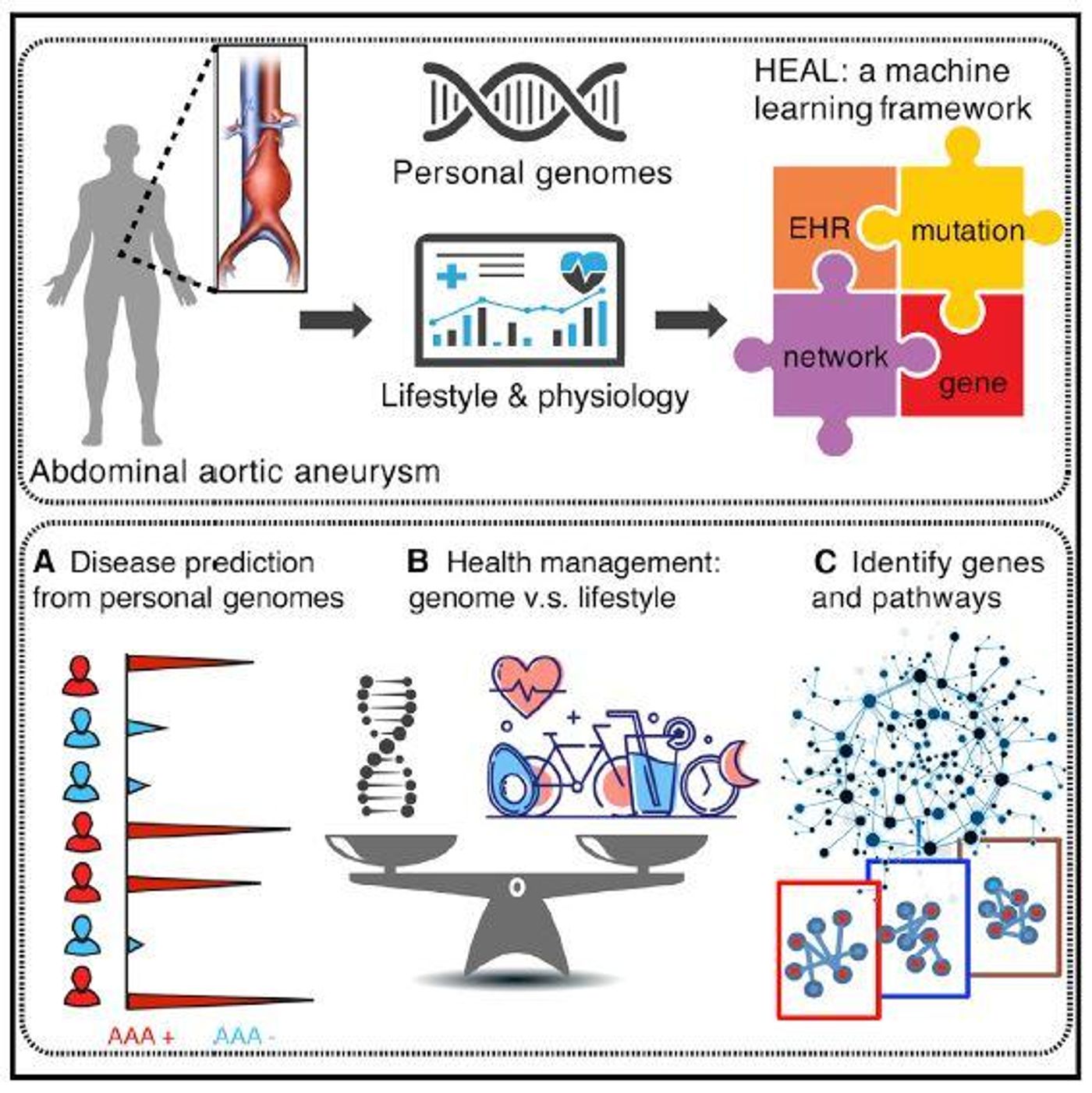 This graphical abstract illustrates how a machine-learning approach integrating personal genomes and electronic health records can predict clinical outcomes associated with abdominal aortic aneurysm and can model the effectiveness of adjusting personal lifestyles based on a given individual's genome. / Credit: Li et al./Cell