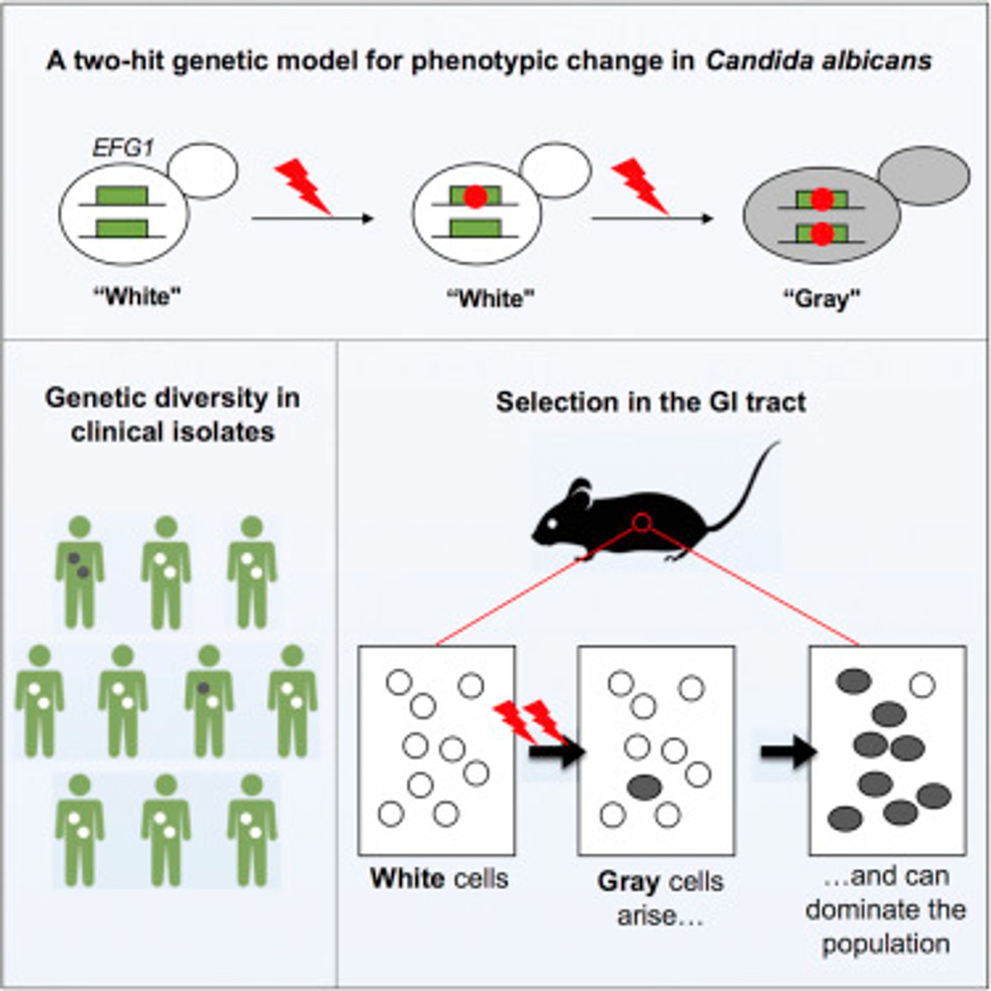 Graphical abstract /Credit: Liang et al Cell Host & Microbe 2019