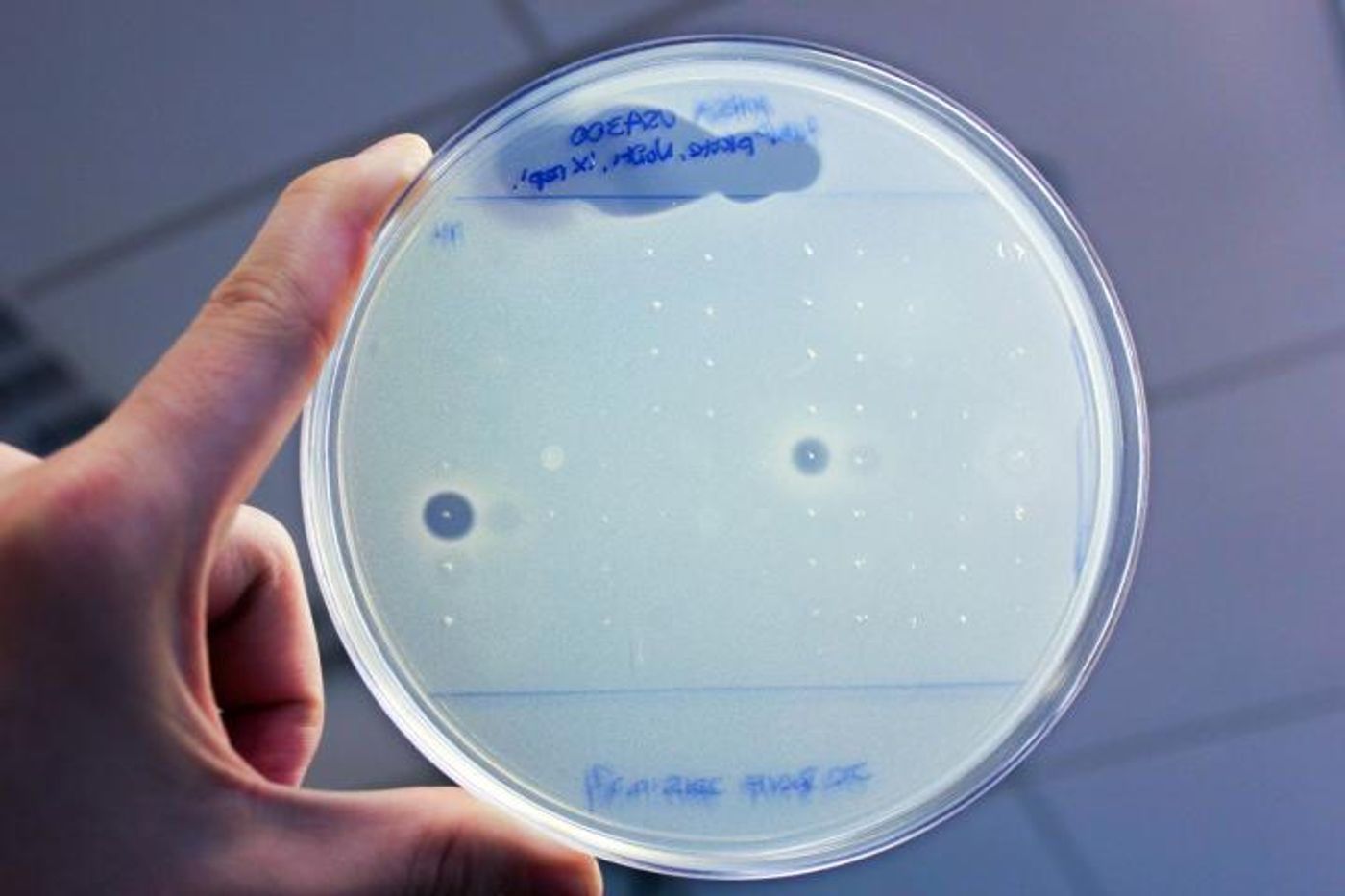 The researchers placed tiny droplets of 25 newly discovered antibiotics on a carpet of beta-lactam resistant S. aureus. They identified two compounds that generated circles of dead bacteria (dark spots) around each droplet. / Credit: Sean Brady