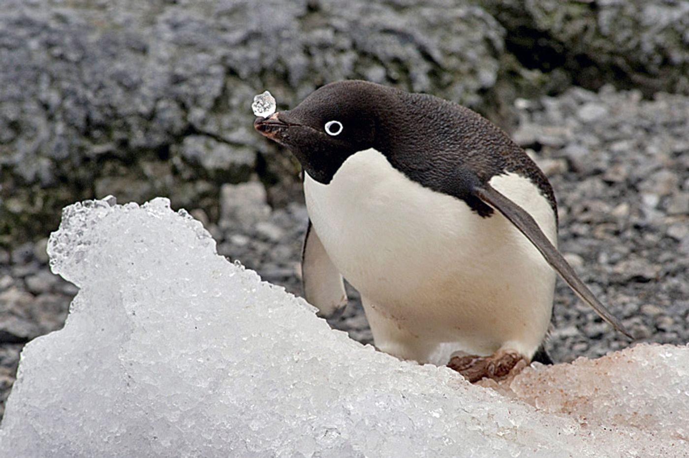 Doesn't this adelie penguin's cuteness make you want to save it's habitat? Photo: TravelWild Expeditions