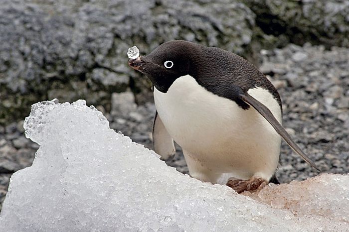 Doesn't this adelie penguin's cuteness make you want to save it's habitat? Photo: TravelWild Expeditions