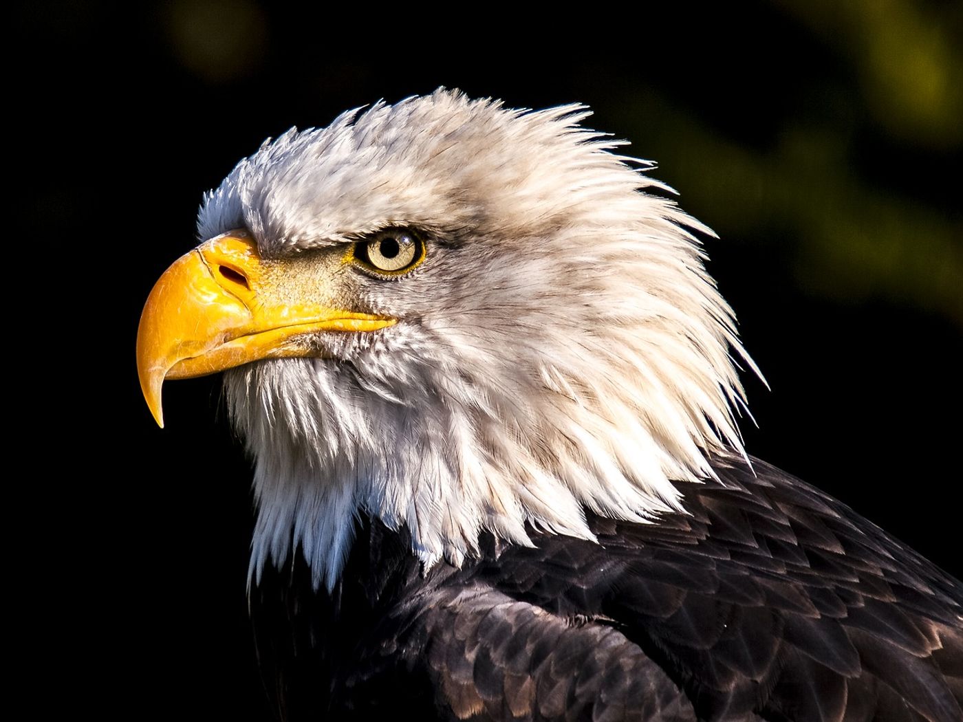 A bald eagle.