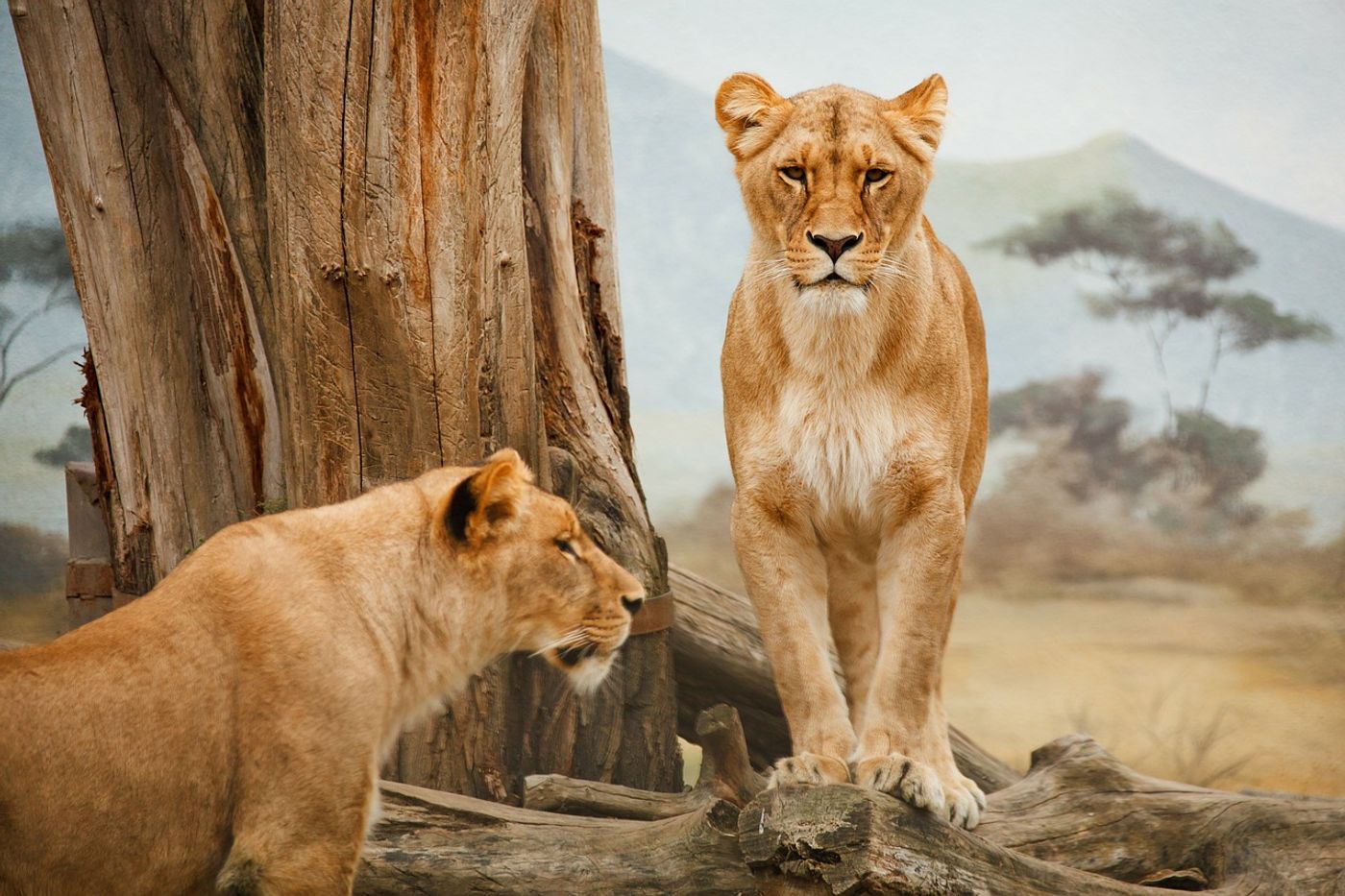 Lions are among the large carnivores that are being pushed from their natural habitat in the face of land development.