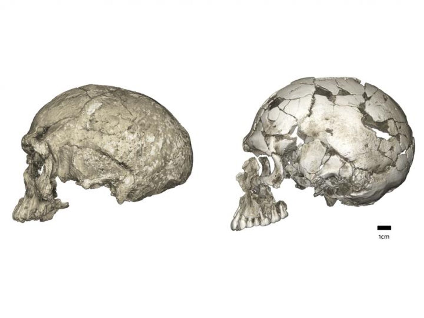 Evolutionary changes of braincase shape from an elongated to a globular shape. The latter evolves within the Homo sapiens lineage via an expansion of the cerebellum and bulging of the parietal. Left: micro-CT scan of Jebel Irhoud 1 (~300 ka, Africa); Right: Qafzeh 9 (~95 ka, the Levant). / Credit: Philipp Gunz, Max Planck Institute for Evolutionary Anthropology