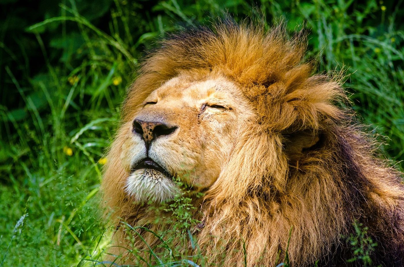 A content African lion.