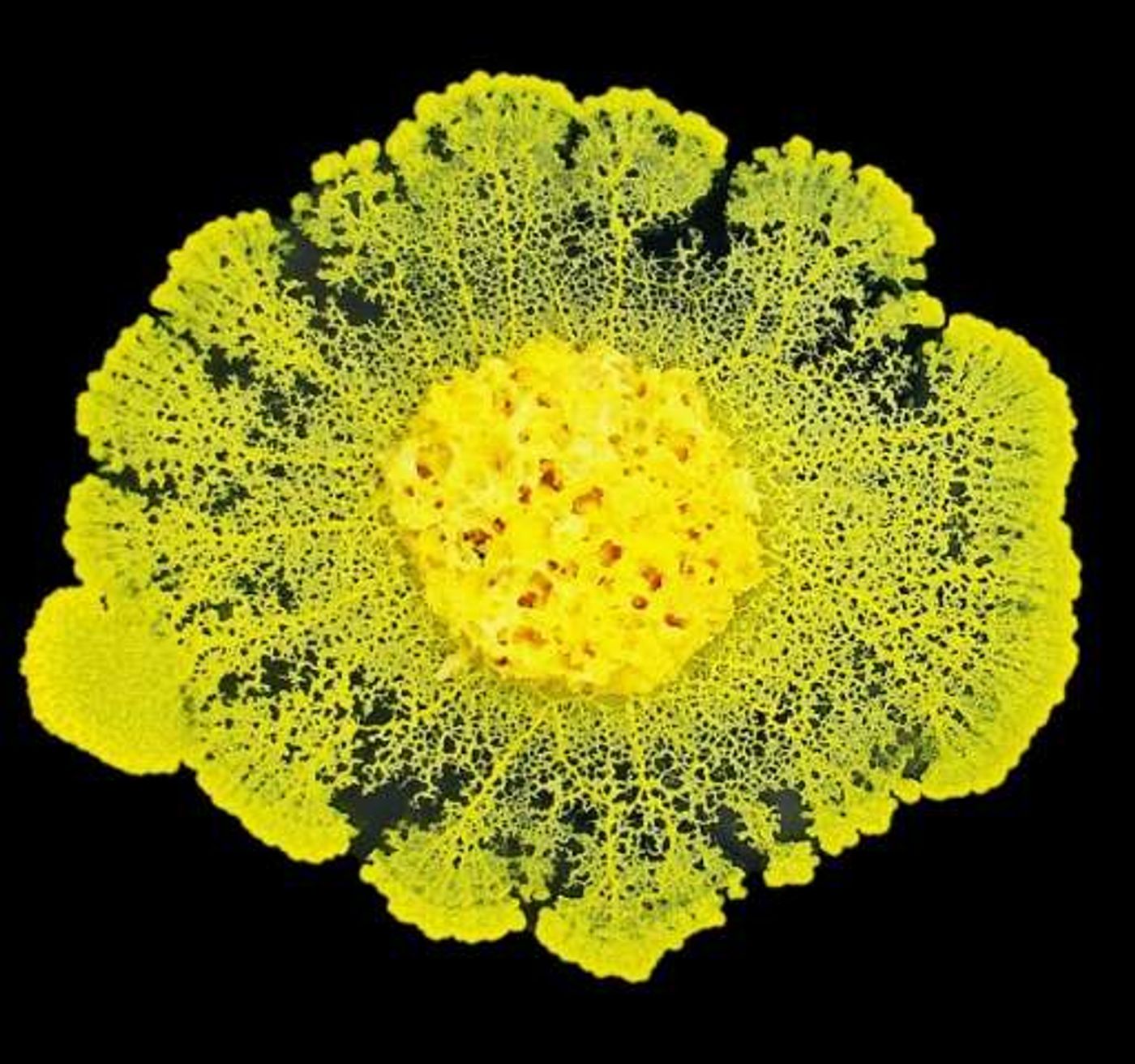 The slime mold Physarum polycephalum