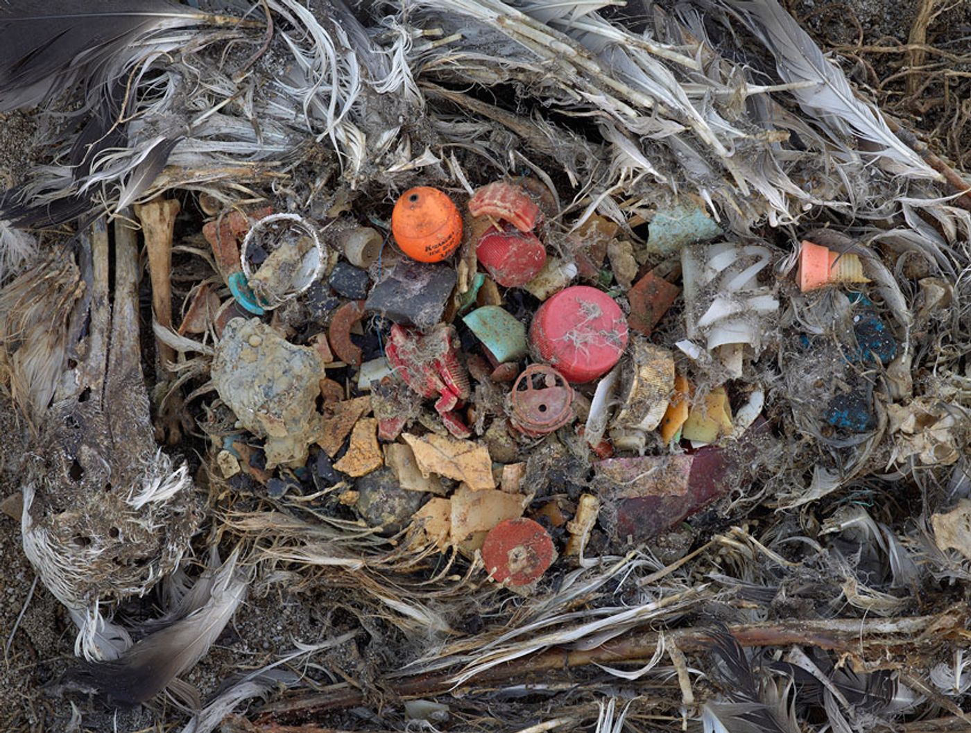 The debris inside an albatross's stomach. Photo: Plastic Pollution Coalition
