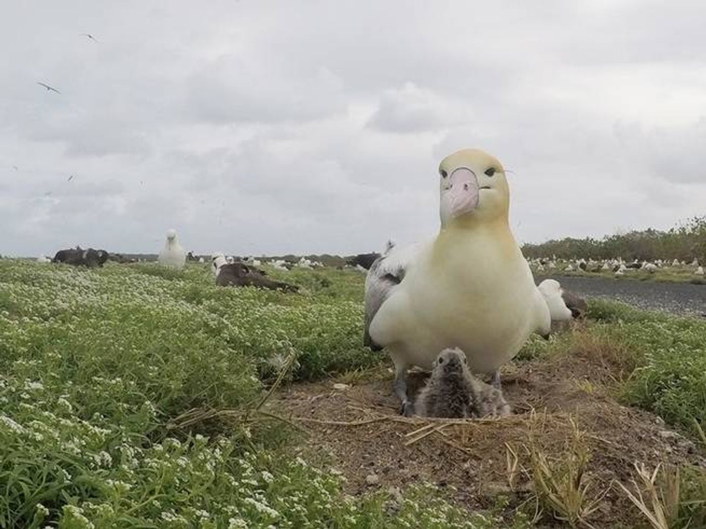 The short-tailed albatross and her unlikely hatchling.