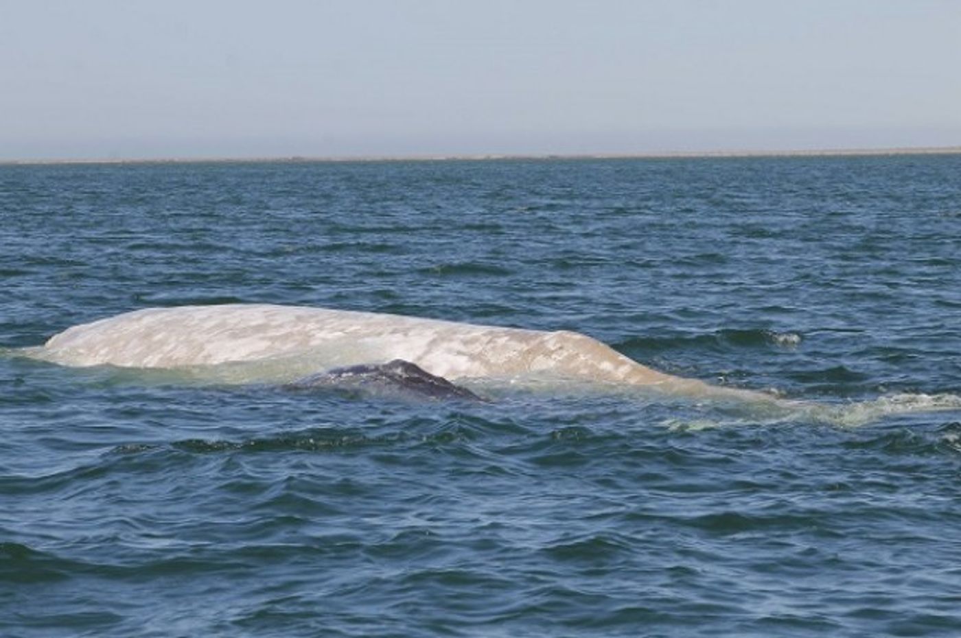 An albino gray whale known as 'Gallon of Milk' was spotted with her calf for the first time in many years.