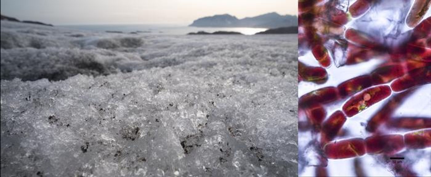 The small algae form dark spots on the ice (left, © Laura Halbach). Their dark coloring is clearly visible under the microscope (right, image from the publication in Nature Communications, DOI: 10.1038/s41467-025-56664-6) / Credit  Laura Halbach