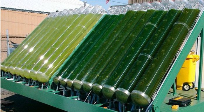 Algae biomass production. Photo: Energy Digital