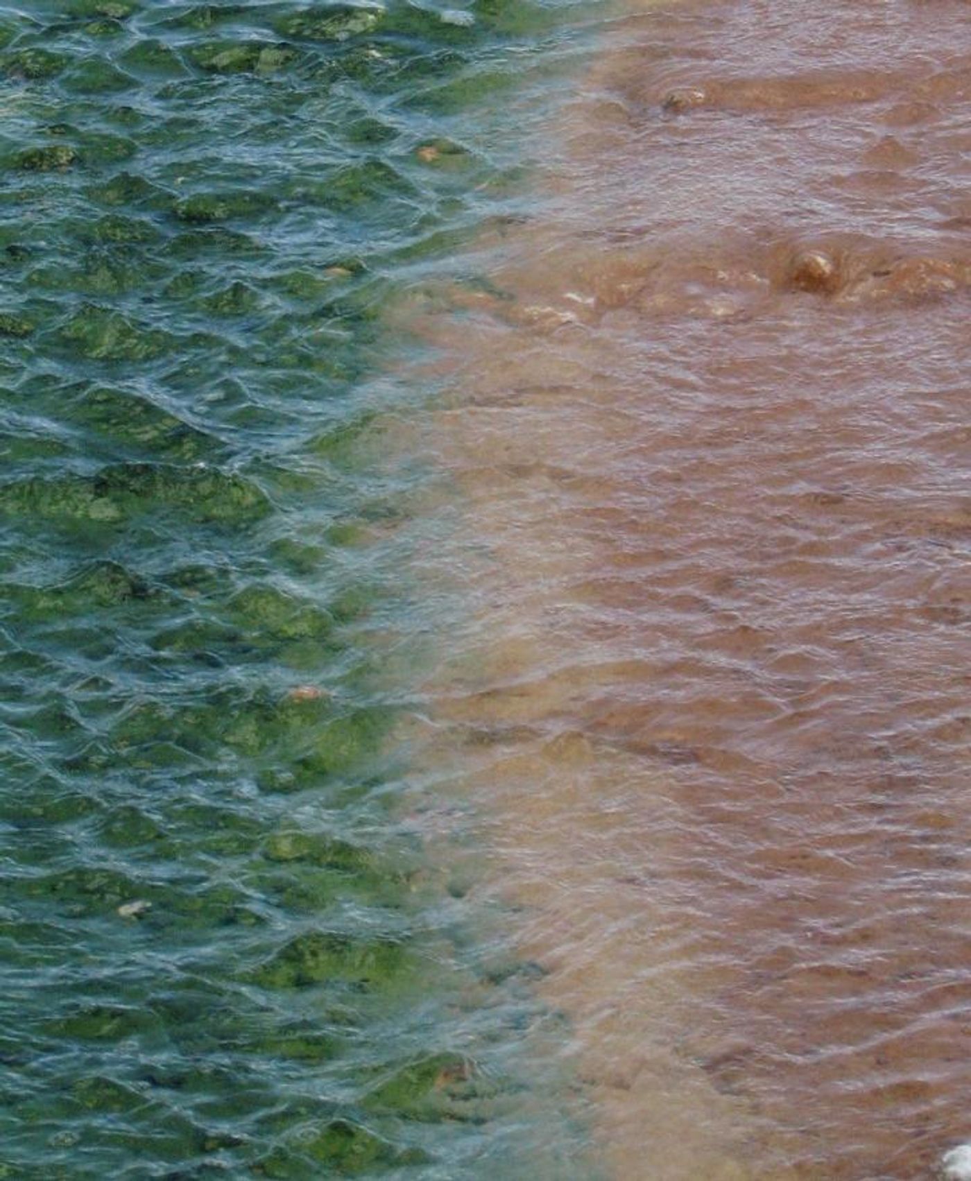 Cyanidiales species of red algae, which appear green in this photo because chlorophyll masks their red pigment, growing in a hot spring at Yellowstone National Park. / Credit: Debashish Bhattacharya/Rutgers University-New Brunswick