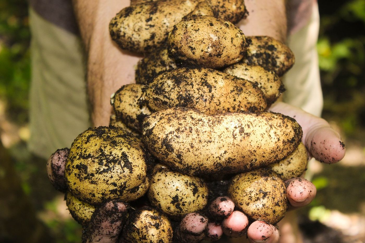 Potatoes are a good candidate for food for Martian astronauts, as they thrive well in harsh environments and have good nutritional value.