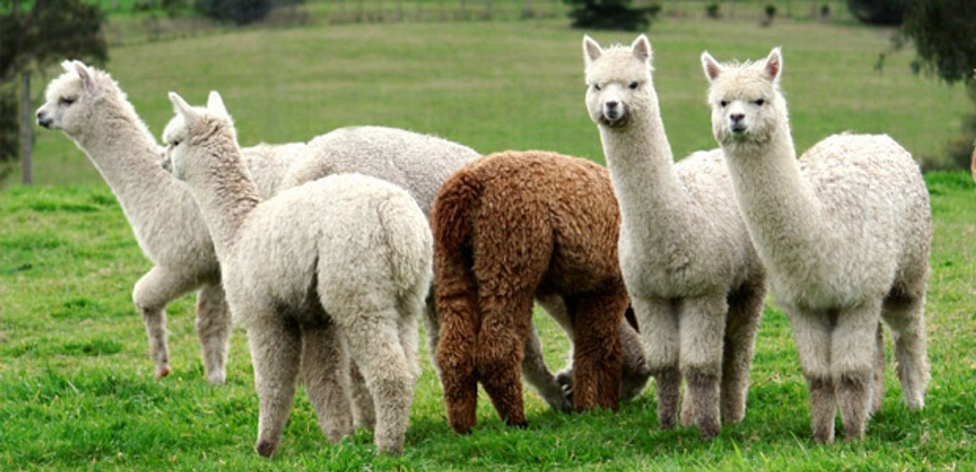 Which of these animals could help protect you from a virus? Credit: North Woods Alpacas