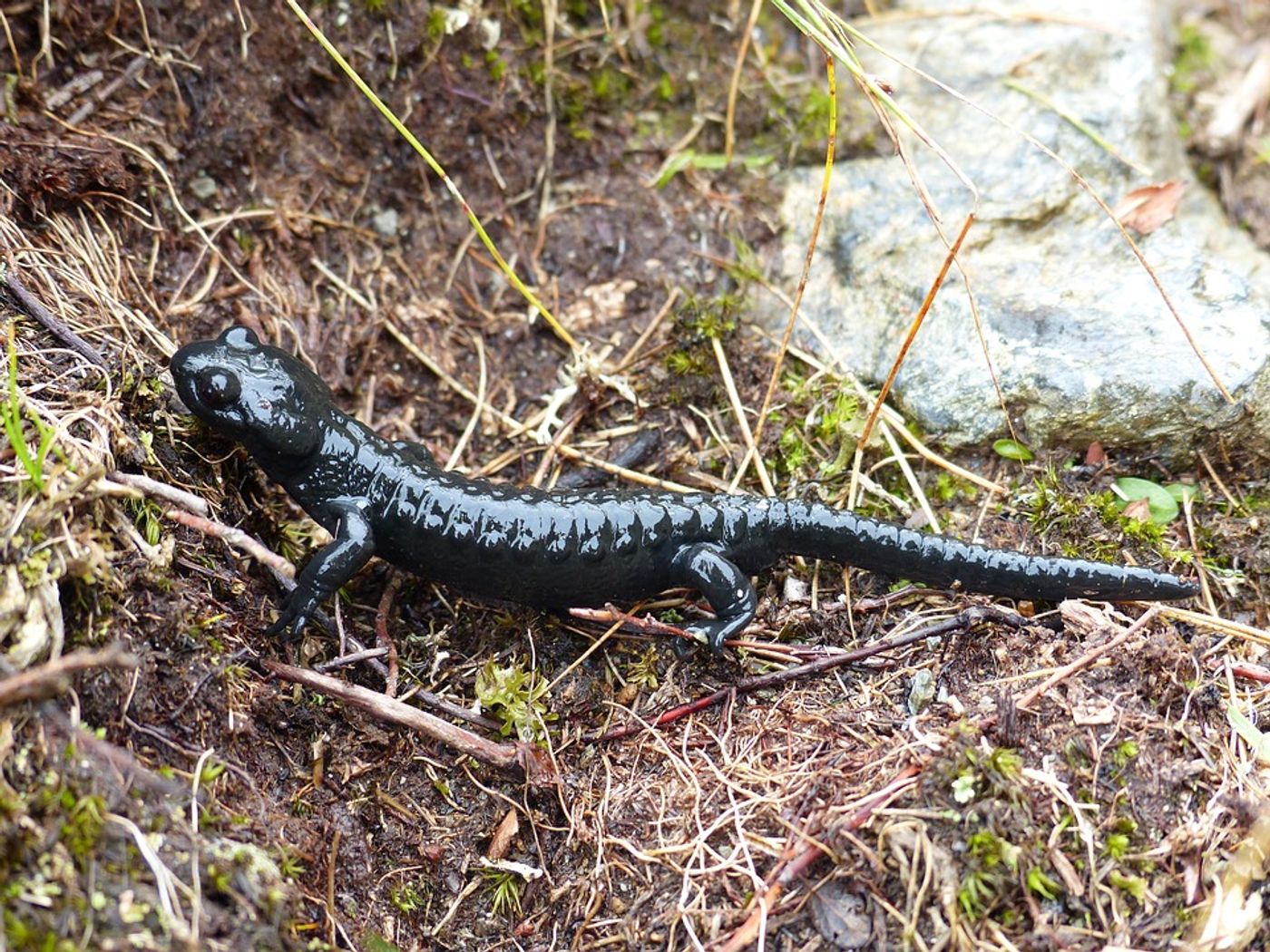 Will salamanders show more resistance to climate change than initially thought?