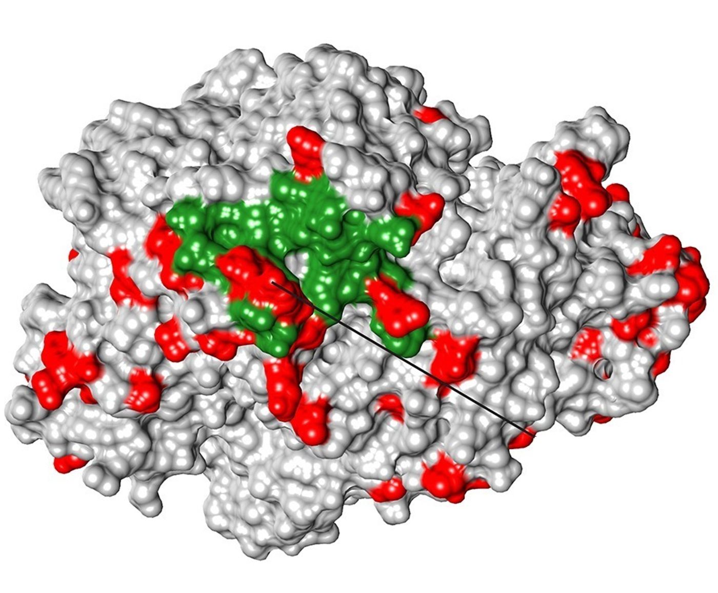 Aminopeptidase N is a protein that acts as a receptor for coronaviruses, the family of viruses behind recent epidemics of SARS and MERS, among others. / Credit: Image Courtesy of David Enard