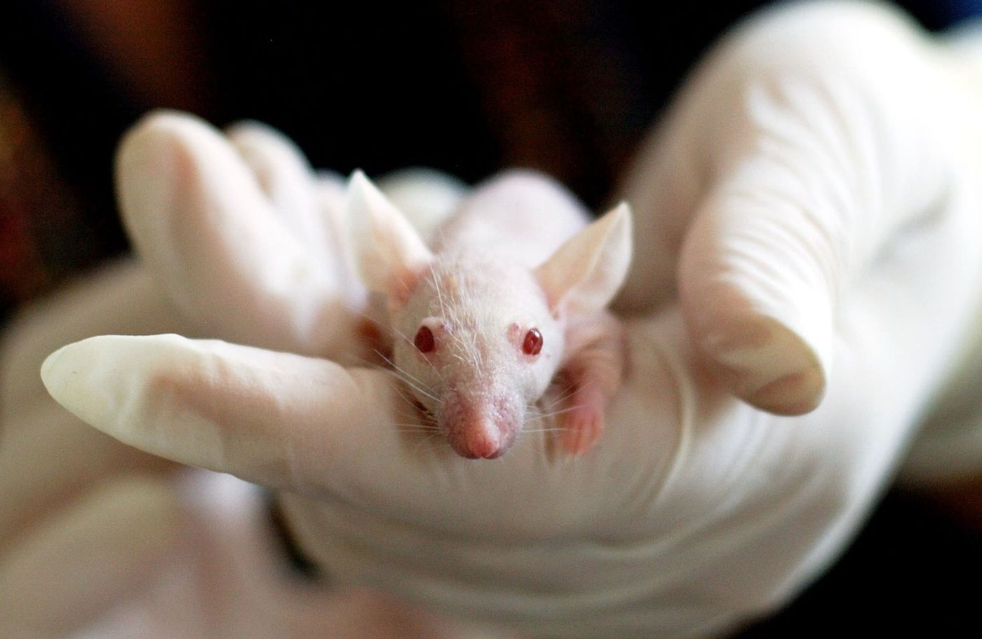 Lab mice were used in the experiment to produce a 3D-printed 'ovary.'