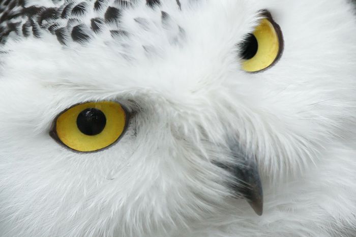 Migration season is helping researchers study the life and behavior of snowy owls.