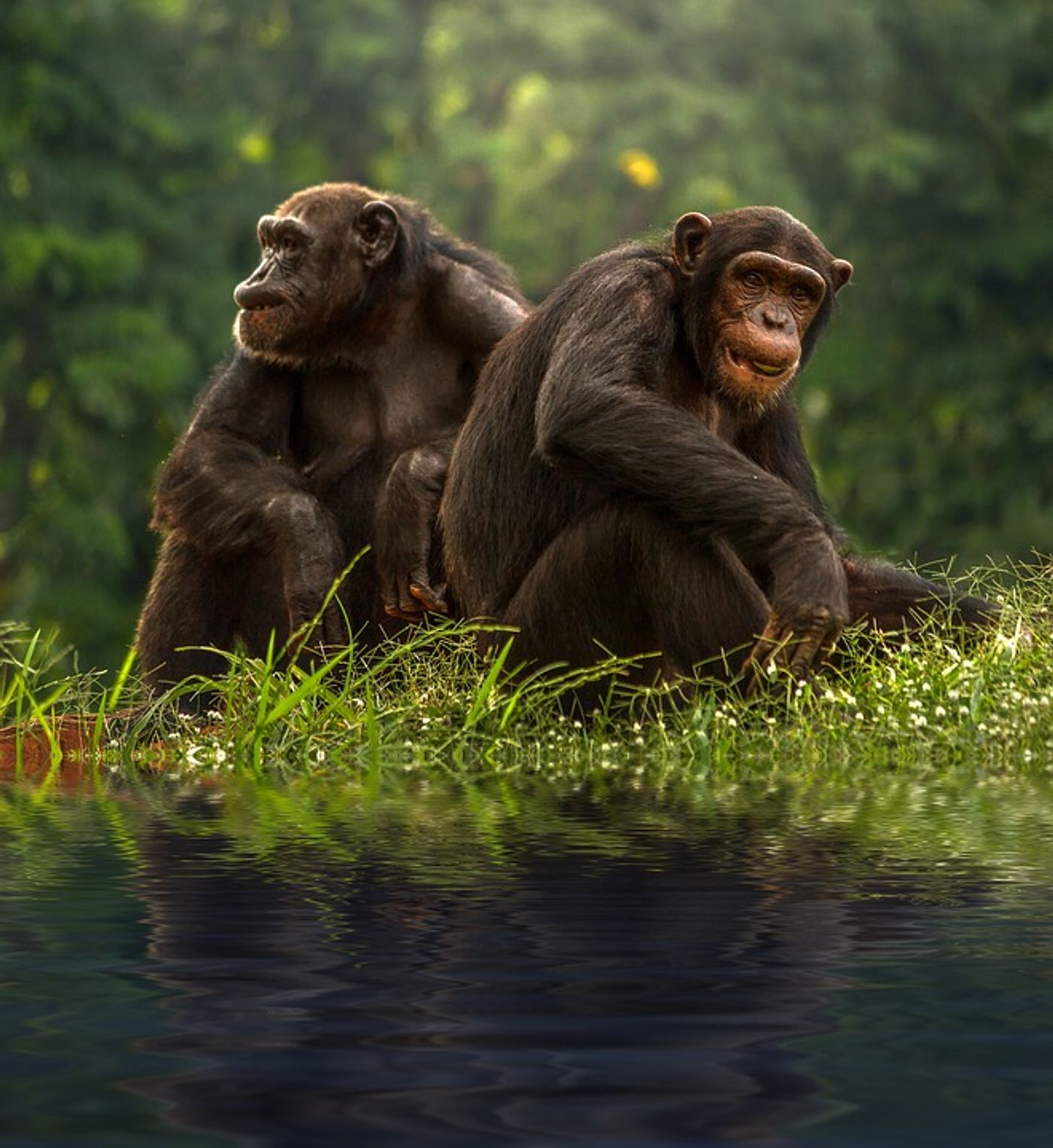 Do kinder chimps live longer lives? A study suggests yes.