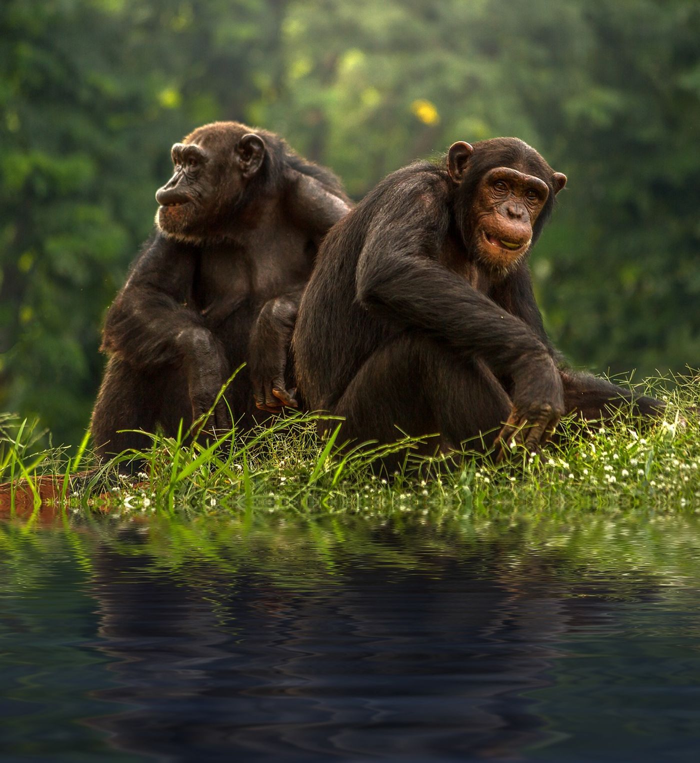 Chimpanzees tap into the power of the "Cuddle Hormone" to band together during acts of war, just like humans do.