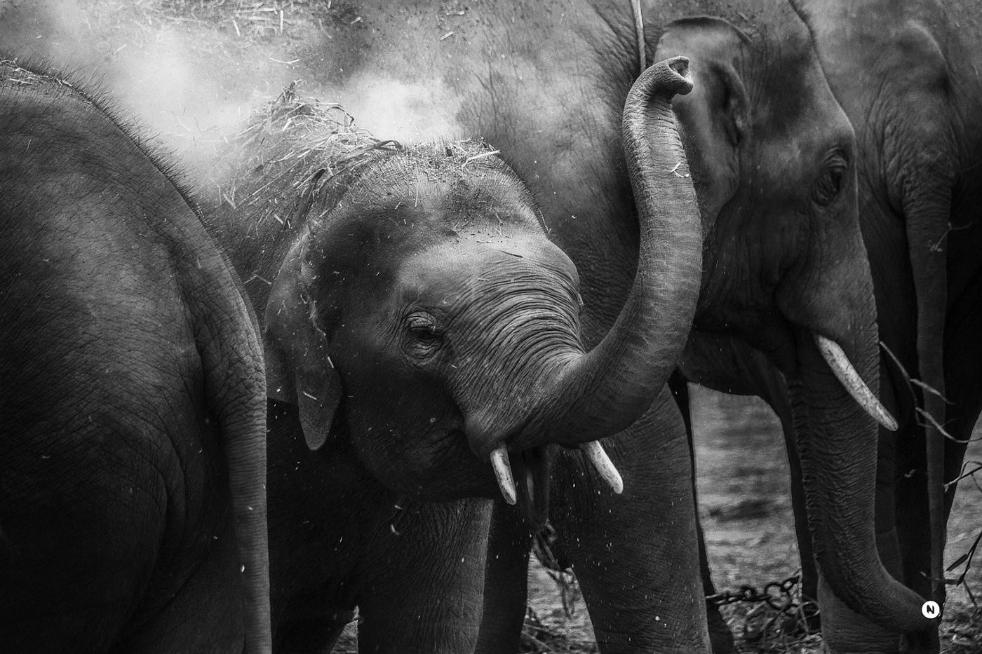 Elephants can use their trunks for a myriad of tasks.