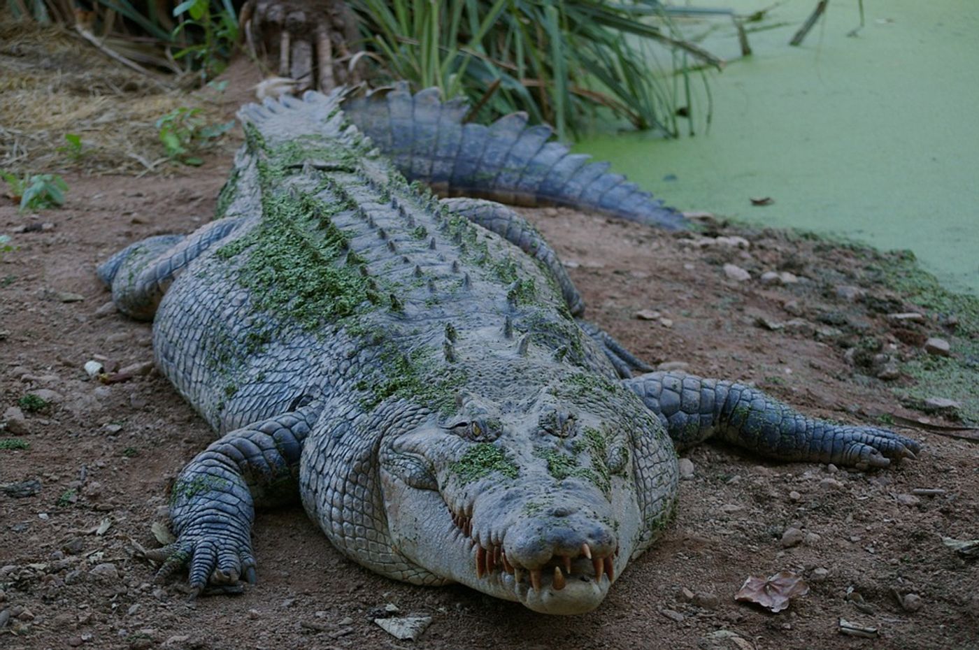 The crocodile that attacked Anne Cameron (not pictured) was over 14 feet long.