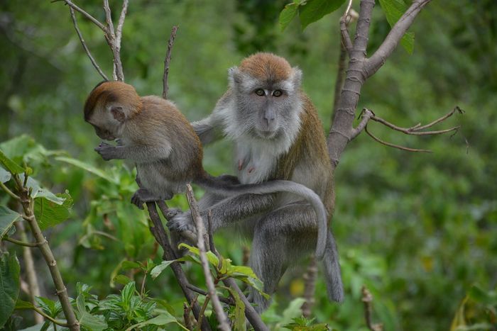 Some macaques are attributing an old behavior to a completely new food source, highlighting their ingenuity.