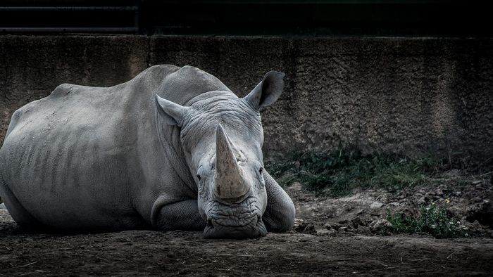 South Africa monitors rhino losses year after year since rhino horn is such a hot commodity in some neighboring Asian nations.