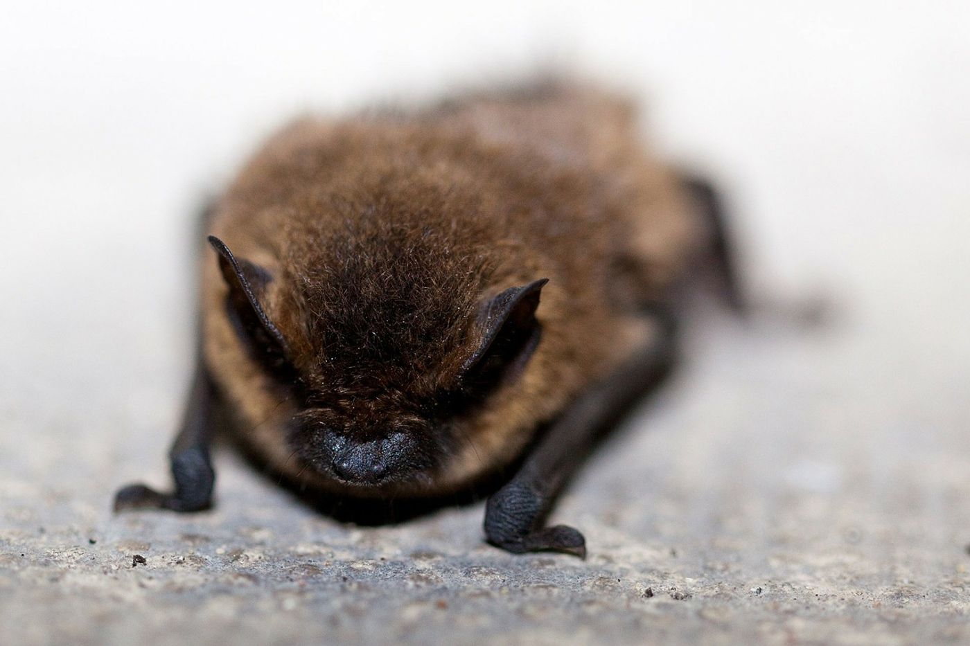 Bats may help keep mosquito populations at bay, but more research is needed.