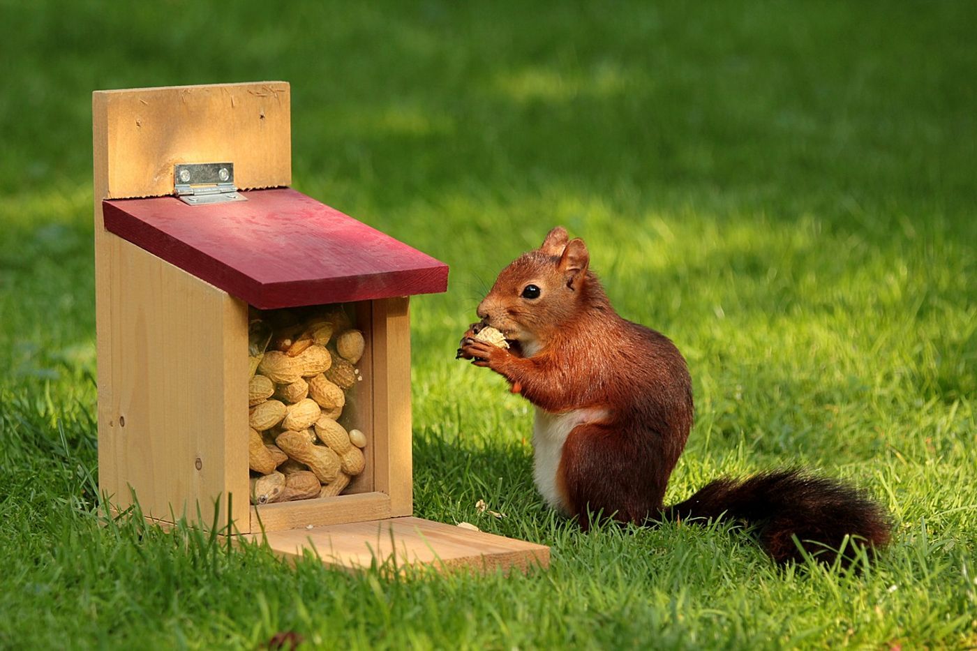 Squirrels use advanced cognitive techniques to organize the different kinds of nuts they find and hide.