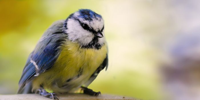 The blue tit may not get any food from your bird feeders, as larger birds bully their way to the finish line first.
