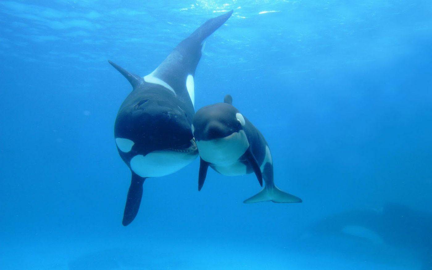 Older female killer whales may experience menopause to reduce competition with younger calves in the pod.
