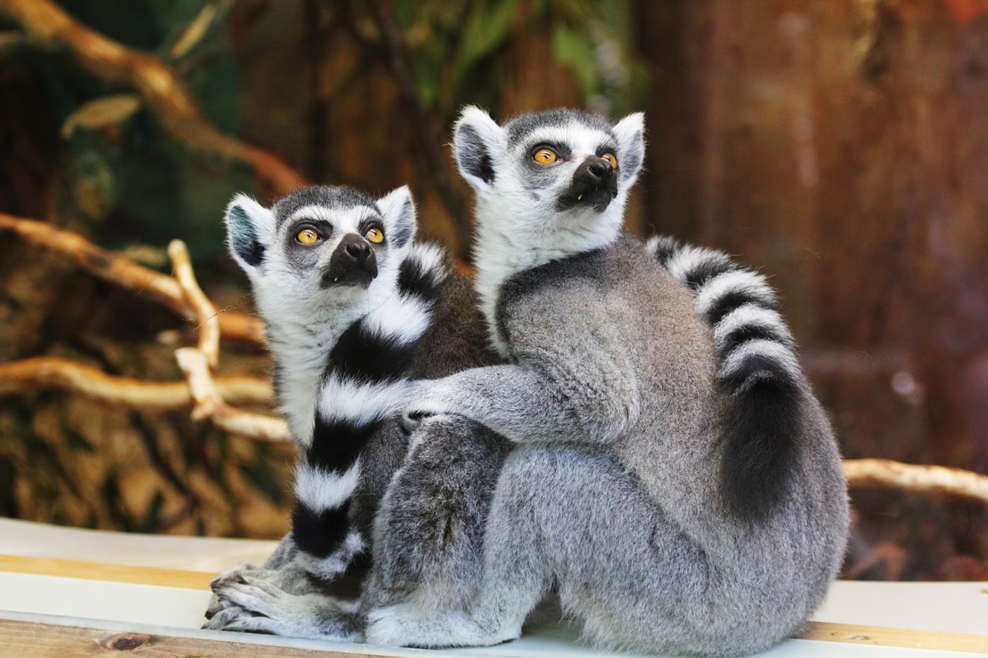 Lemurs could go extinct if we don't do something about it.