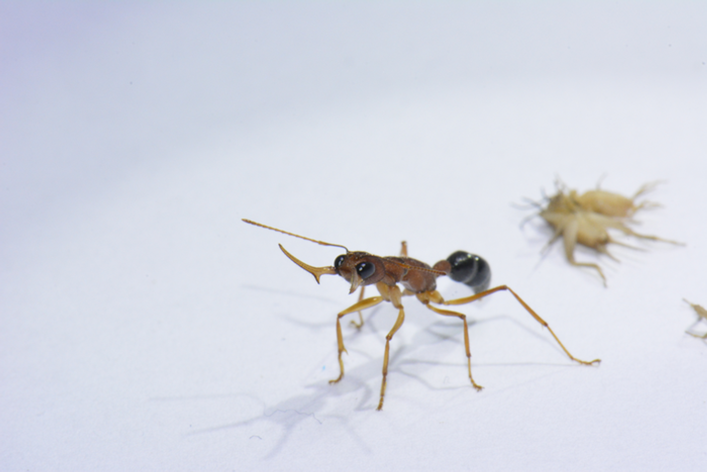 A Harpegnathos saltator worker opens its mandibles in an aggressive display at the photographer. / Credit: Karl Glastad (Berger Lab)