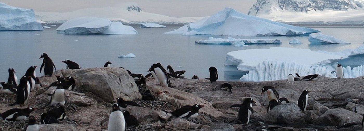 Artificial snow could save the Antarctic, researchers suggest – The New  Economy