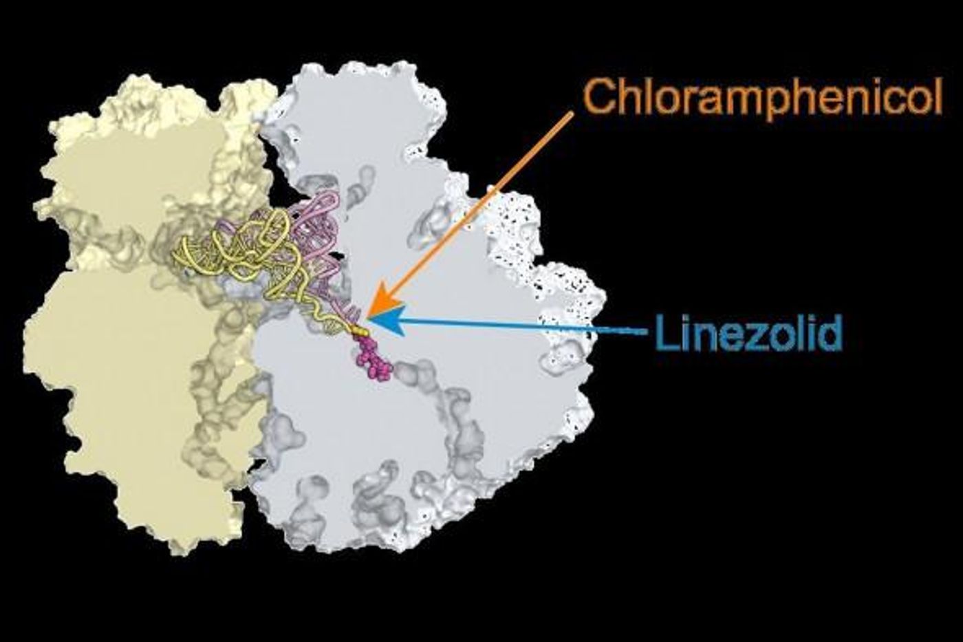 Chloramphenicol, linezolid stall ribosomes at specific mRNA locations./ Credit: Alexander Mankin, UIC