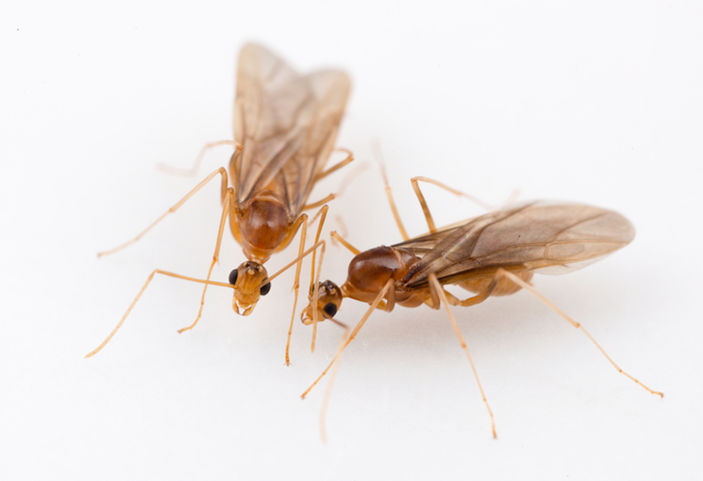 Two male yellow crazy ants (Anoplolepis gracilipes) Credit  photo/©: Hugo Darras