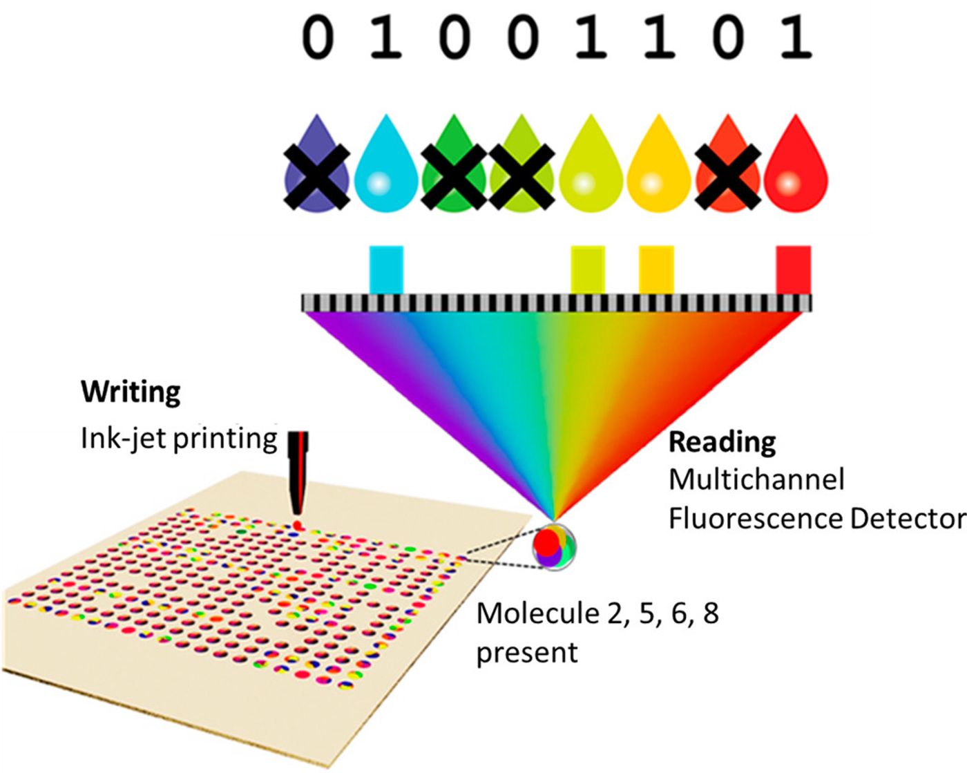 Reprinted with permission from Amit A. Nagarkar et. al. Storing and Reading Information in Mixtures of Fluorescent Molecules. ACS Cent. Sci., 2021 DOI: 10.1021/acscentsci.1c00728. Copyright 2021 American Chemical Society.