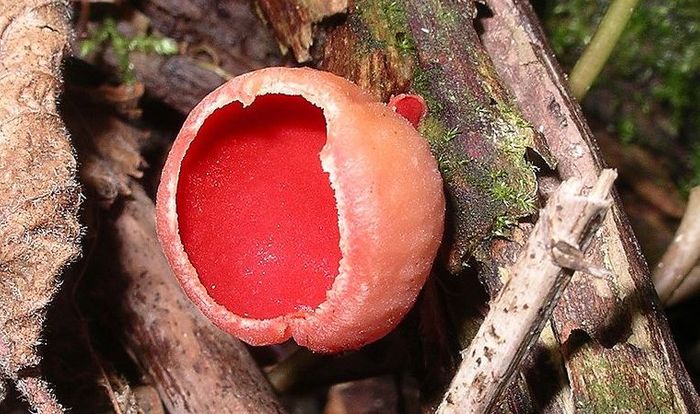 Scarlet Elf Cap - an ascomycota - growing on oak twigs in damp stream valley / Credit: Wikimedia/ Velela