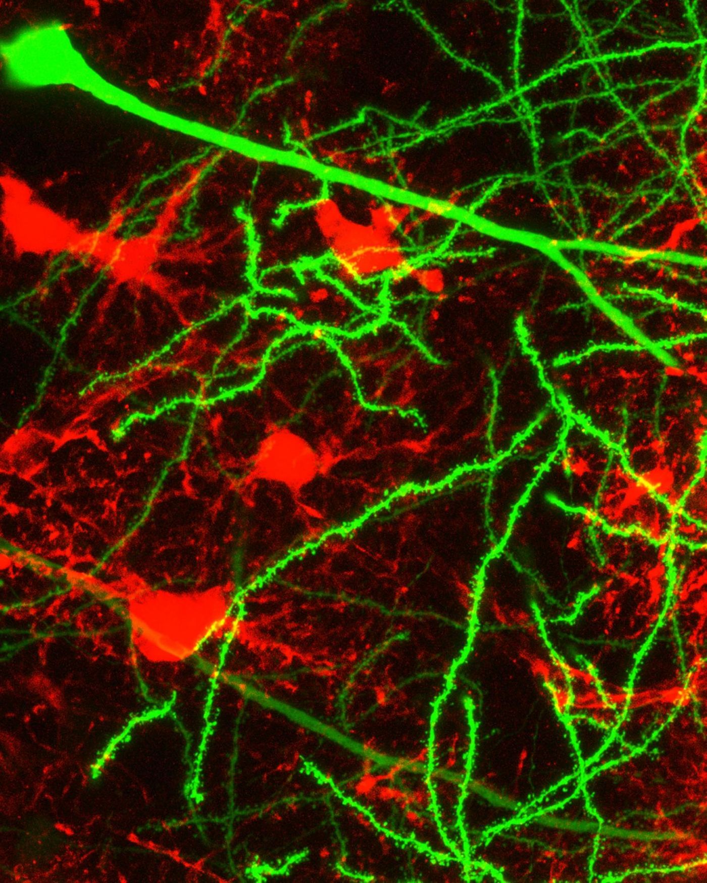 Image shows interactions between neurons (green) and astrocytes(red). / Credit: Ethell lab, UC Riverside.