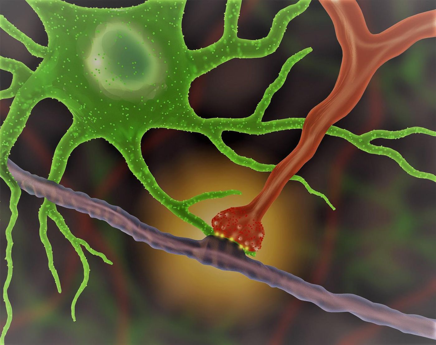 An astrocyte (green) interacts with a synapse (red), producing an optical signal (yellow). / Credit:UCLA/Khakh lab
