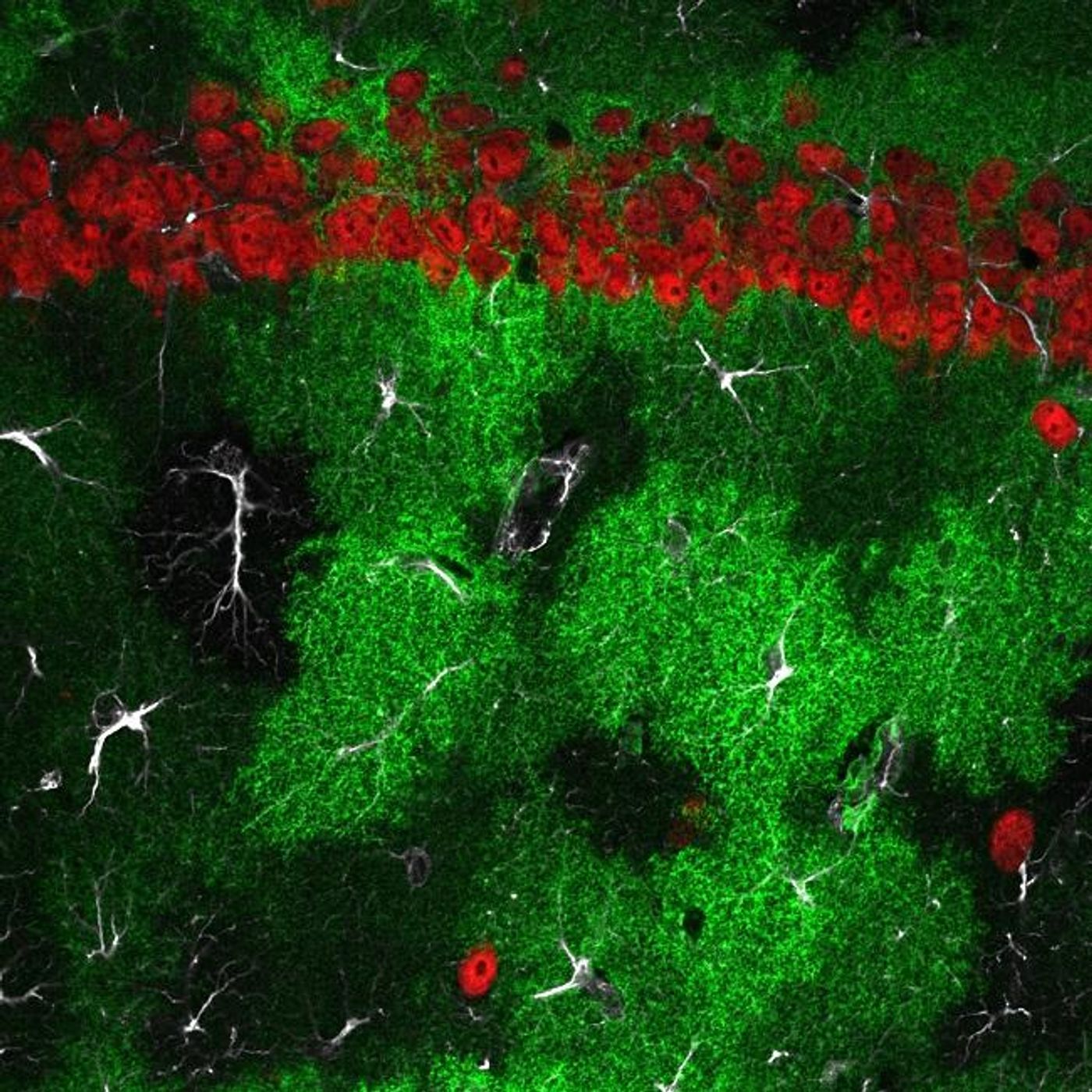 Research from Tufts University in the journal Neuron reports a new signaling pathway that directly connects major brain receptors associated with learning and memory. Astrocytes (fluorescing green cells above) are the key element that links the receptors. Neurons are red. / Credit: Thomas Papouin