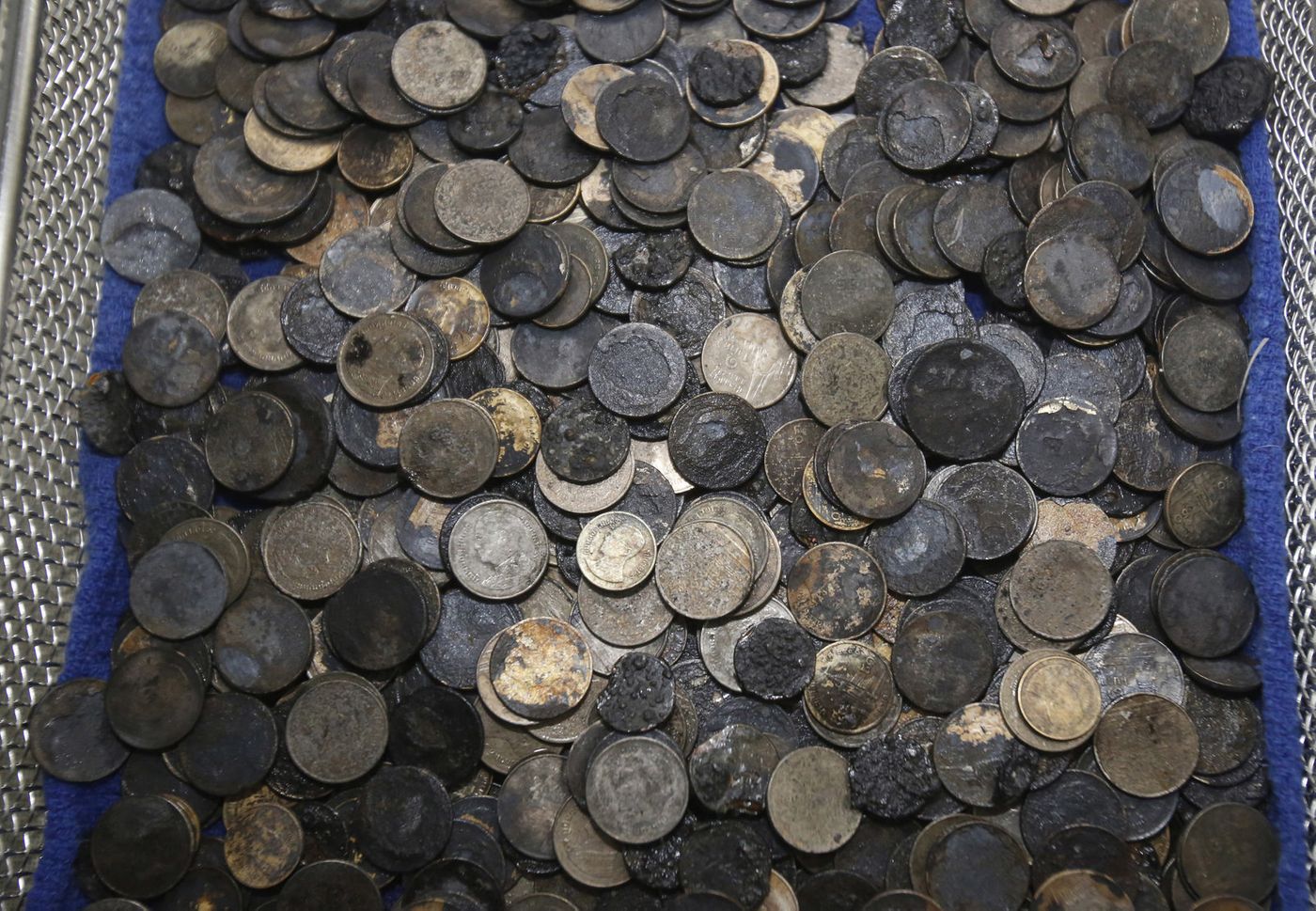 All of the coins that were removed from the turtle's stomach.